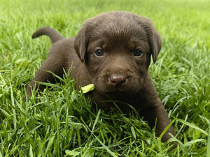 Šokolaadivärvi labradori retriiveri kutsikad (7 foto / 10)