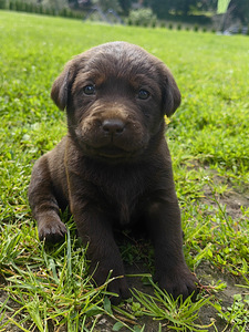 Šokolaadivärvi labradori retriiveri kutsikad (8 foto / 10)
