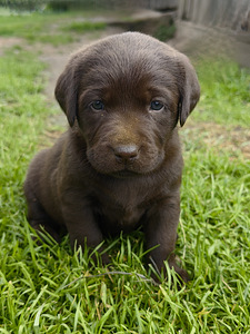 Šokolaadivärvi labradori retriiveri kutsikad (9 foto / 10)