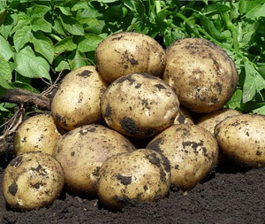 Картофель оптом, урожай 2021