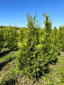 ТУИ BRABANT / THUJA BRABANT (3 фото из 3)
