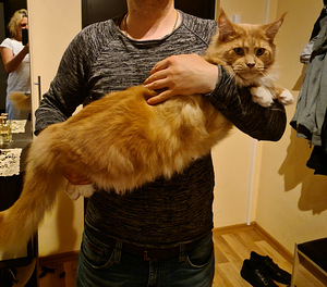 Siiami Mei-Coon (7 foto / 9)