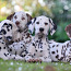 Dalmaatsia koera kutsikad (foto #4)