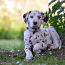 Dalmaatsia koera kutsikad (foto #5)