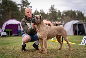 Cane Corso kutsikad suurepärase sugupuuga (4 foto / 4)