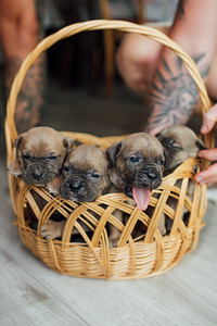 Щенки Cane Corso (4 фото из 6)