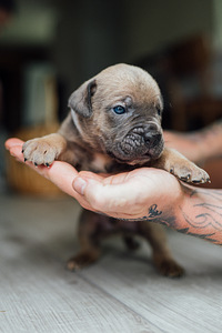 Щенки Cane Corso (6 фото из 6)