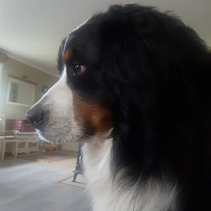 BERNI ZENNENHUND (2 foto / 10)