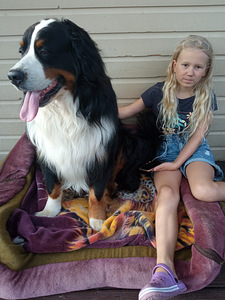 BERNI ZENNENHUND (5 foto / 10)