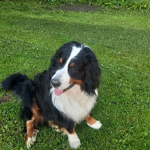 BERNI ZENNENHUND (8 foto / 10)