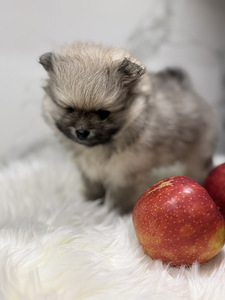 Pomeranian spitsi kutsikad (3 foto / 4)