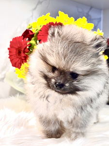 Померанский шпиц