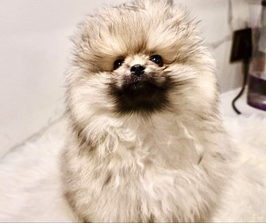 Pomeranian spits (3 foto / 4)