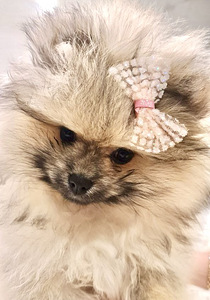 Pomeranian spits (4 foto / 4)