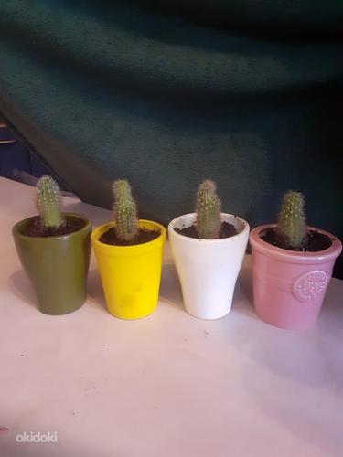 Kaktuse (Exynopsis toruõieline) lapsed (foto #2)