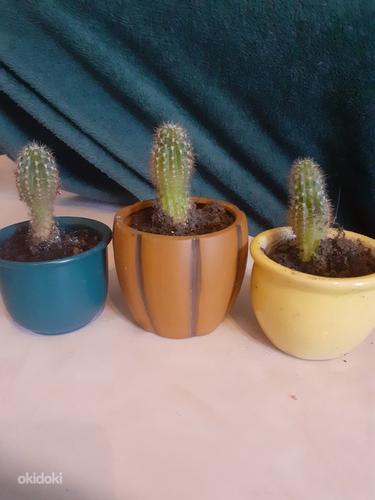 Kaktuse (Exynopsis toruõieline) lapsed (foto #3)