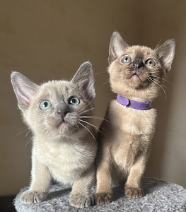Котята тонкинезы. (2 фото из 9)