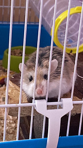 TASUTA ANNA HAMSTER (1 foto / 3)