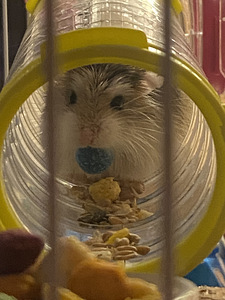 TASUTA ANNA HAMSTER (2 foto / 3)