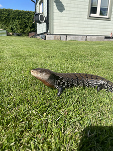 Синетонгийский сцинк (Tiliqua scincoides)
