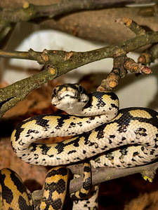 Morelia Spilota Cheynei (2 foto / 4)