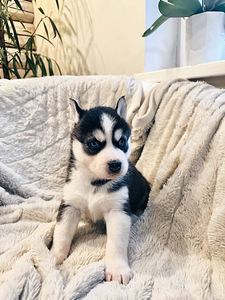 Husky Pennut (4 valokuva sivusta 10)