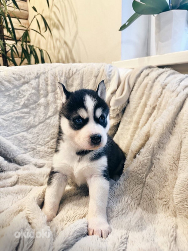 Husky Pennut (4 sivusta 10)