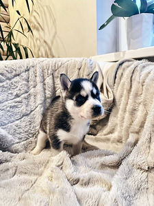 Husky Pennut (6 valokuva sivusta 10)