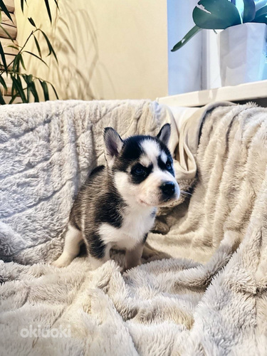 Husky Pennut (6 sivusta 10)