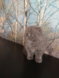 Персидские котята (1 фото из 10)