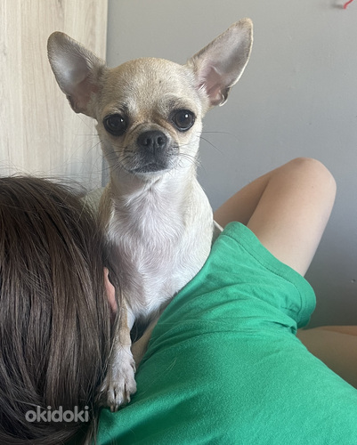 Chihuahua tüdruk otsib peigmeest