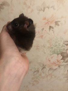 Hamster puuriga (2 foto / 3)