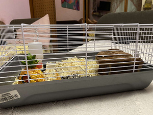 Hamster puuriga (5 foto / 5)