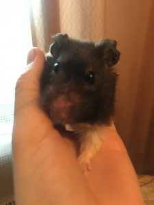 Hamster puuriga (1 foto / 3)