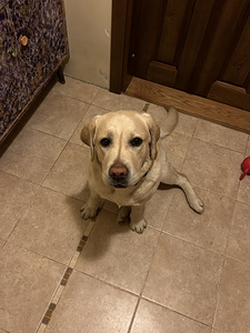 Labrador (2 foto / 5)
