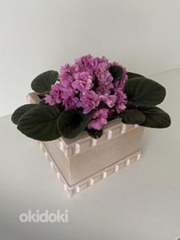 Lillekaunistused boxes/Karbid lillede kaunistamiseks (foto #7)