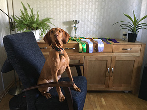 Ungari lühikarvalise linnukoera kutsikad (3 foto / 3)