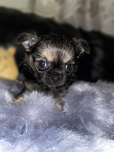 Chihuahua kutsikad (2 foto / 9)