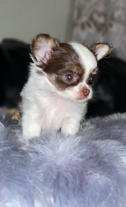Chihuahua kutsikad (1 foto / 9)