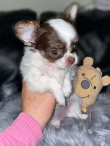 Chihuahua kutsikad (5 foto / 9)
