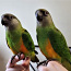 Senegali papagoi (foto #3)