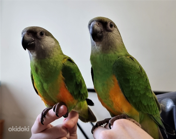 Senegali papagoi (foto #3)