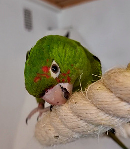 Punapea-aratinga Psittacara erythrogenys (3 foto / 7)