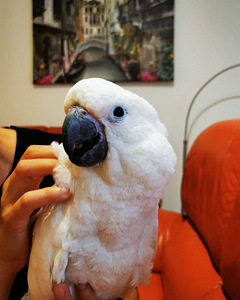Valge kakaduu (Cacatua alba) (2 foto / 8)