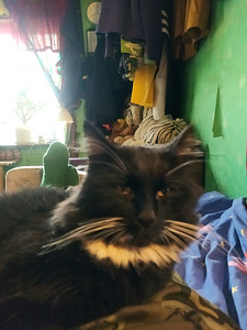 Котята мейн куна (5 фото из 10)