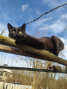 Panther bombay kassipojad (8 foto / 10)