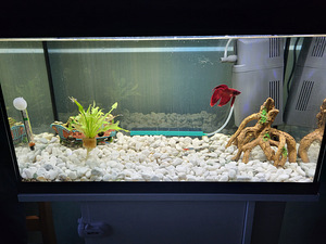 Akvaarium juwel primo 60 (5 foto / 6)