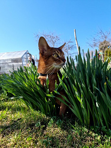 Abessiinia ootab sõbrannasid (4 foto / 4)