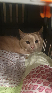 Котенок (3 фото из 5)