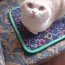 Šoti fold kass (poolvereline) otsib kassi aretuseks (foto #1)
